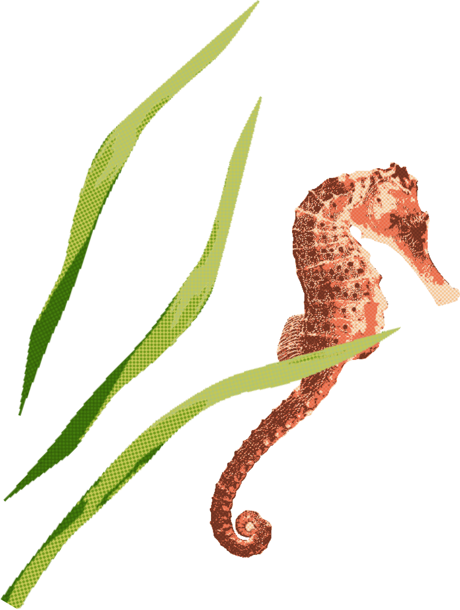 Seahorse decoration