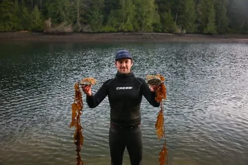 West Coast Kelp