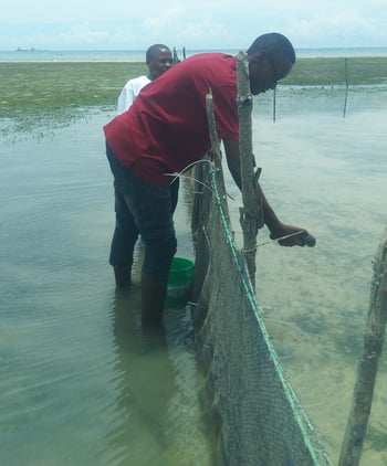 SOA Tanzania Seagrass