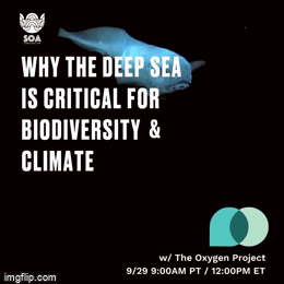 Deep seabed biodiversity