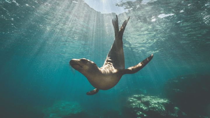 6.27.25 ace aquatec article - sea lion