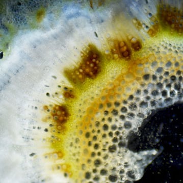 PathologyLab-MicroTerra-Fuserium-CrossSection