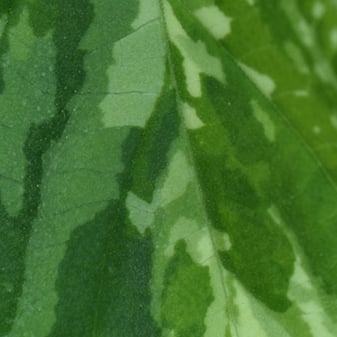 PathologyLab-MicroTerra-Leaf