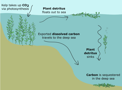 What is Blue Carbon?