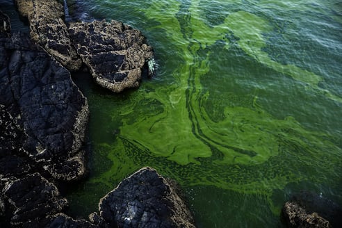 algal_bloom