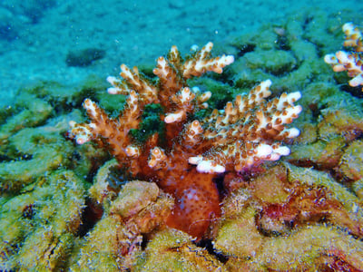 archireef