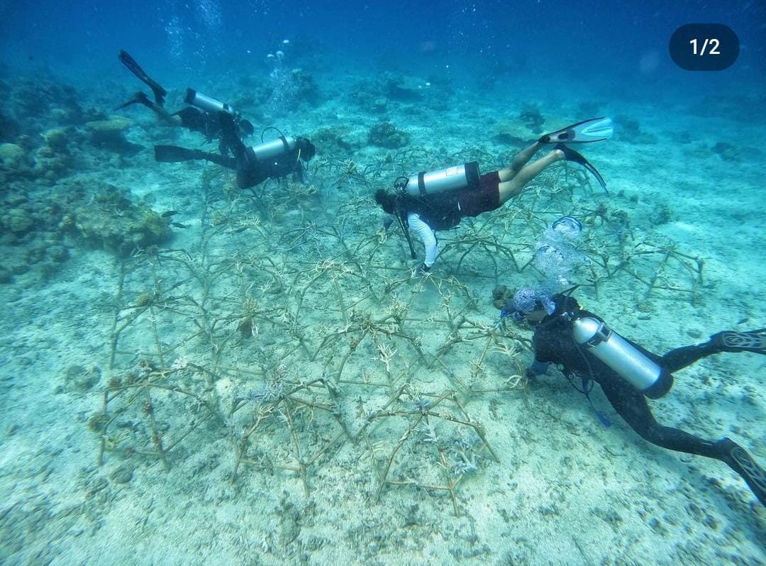 coral spider on rehabilitation site