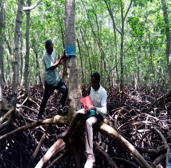 vanga tree measuring