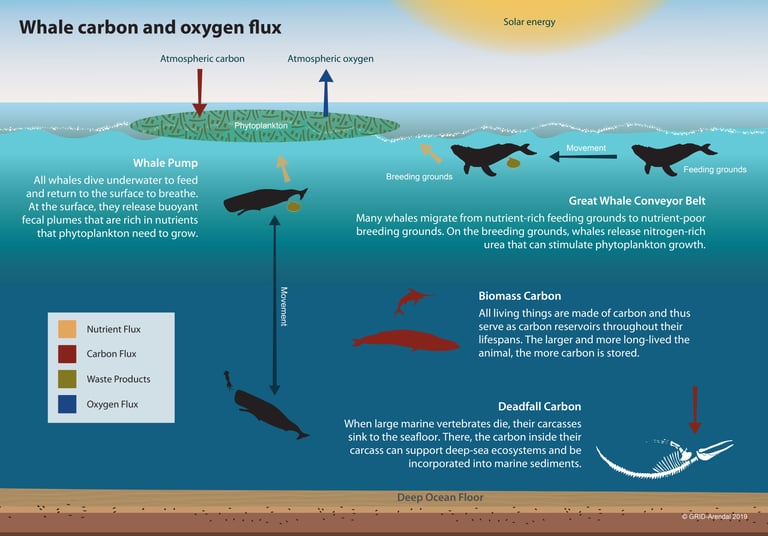 whale_carbon_sink