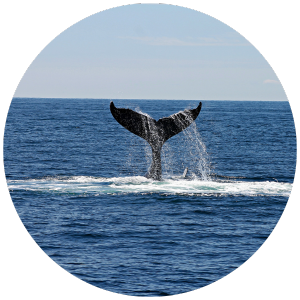 whaleseeker 1