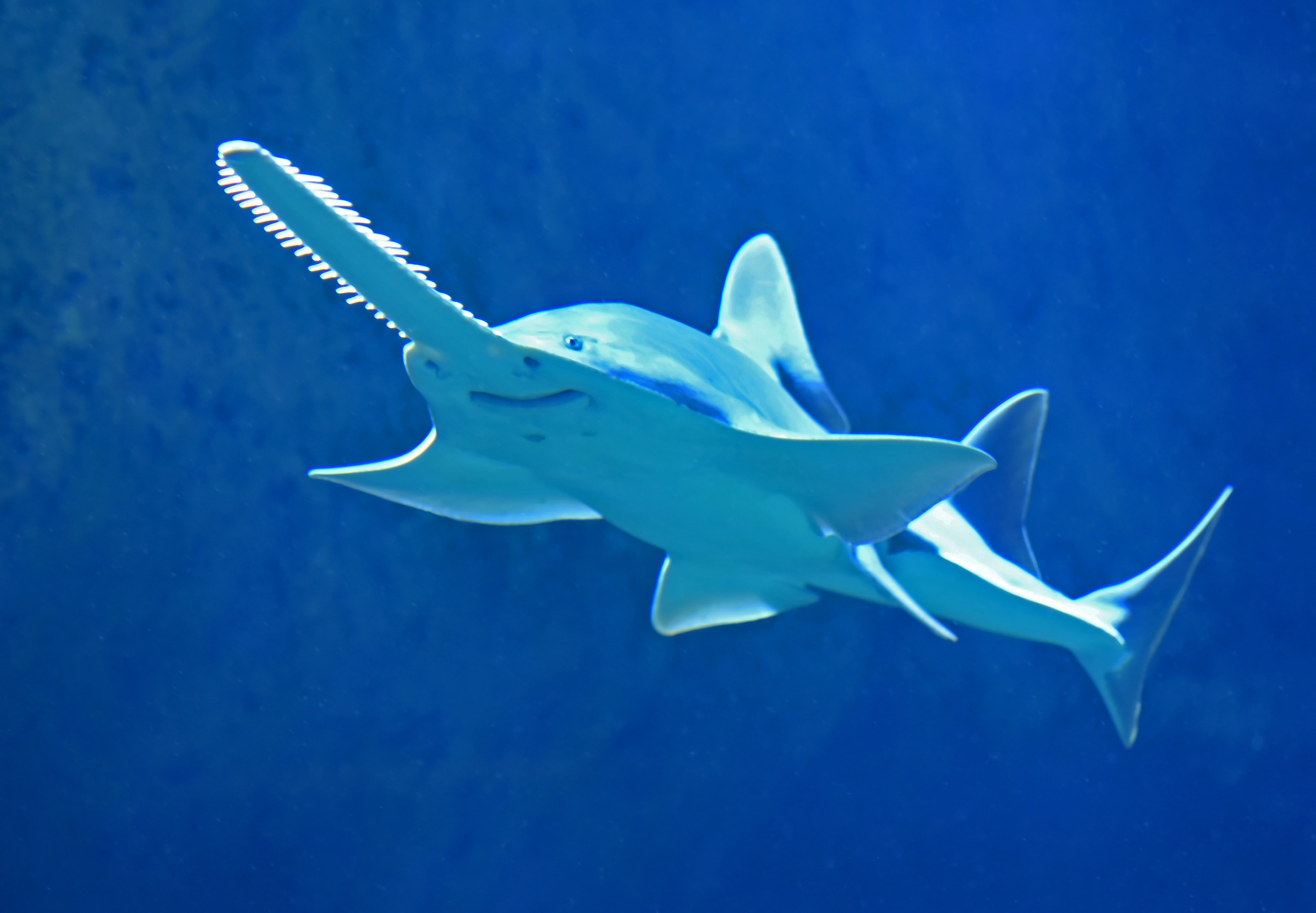 Sawfish Project Indonesia