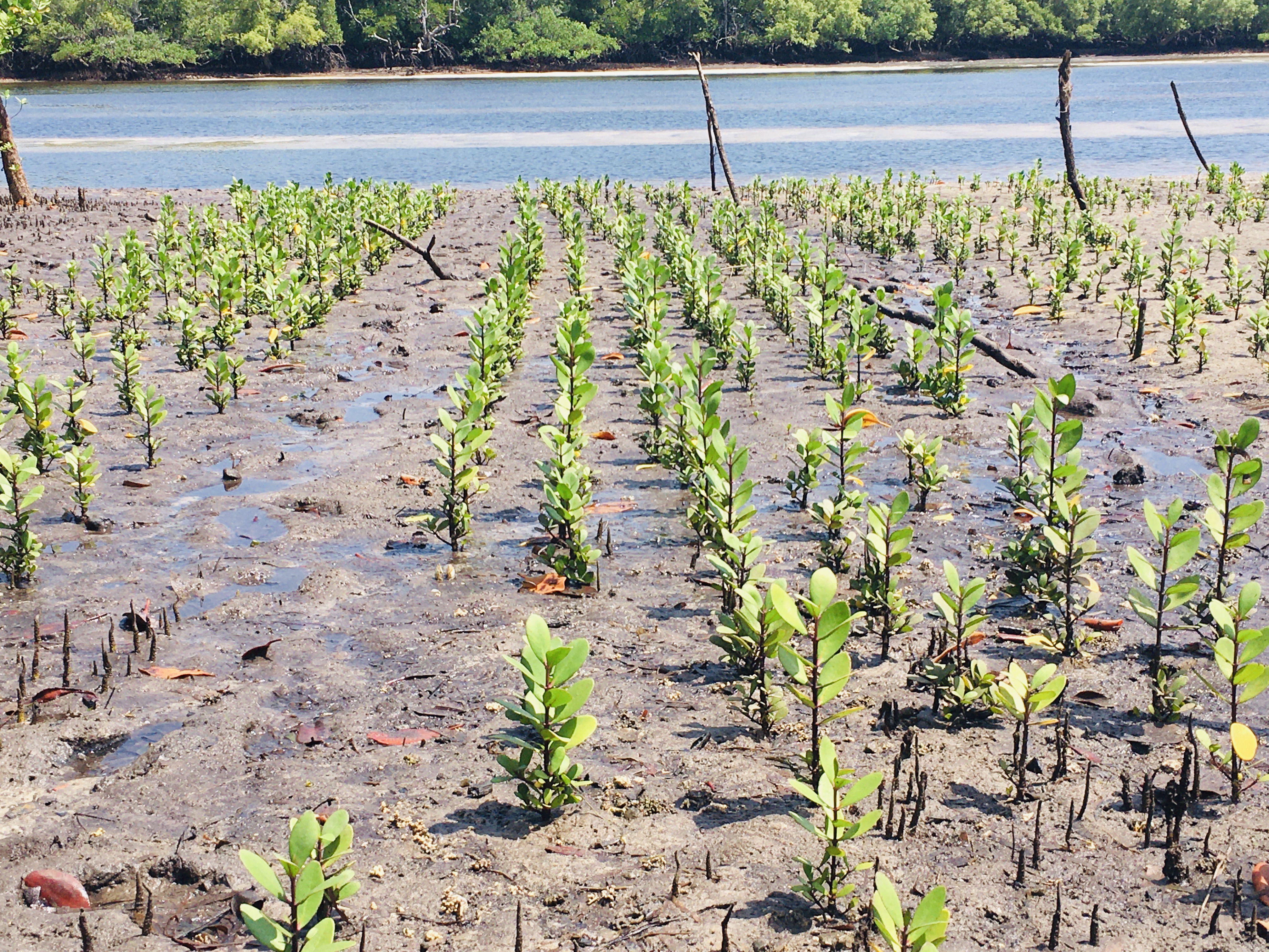 Four month Mangrove Nursery