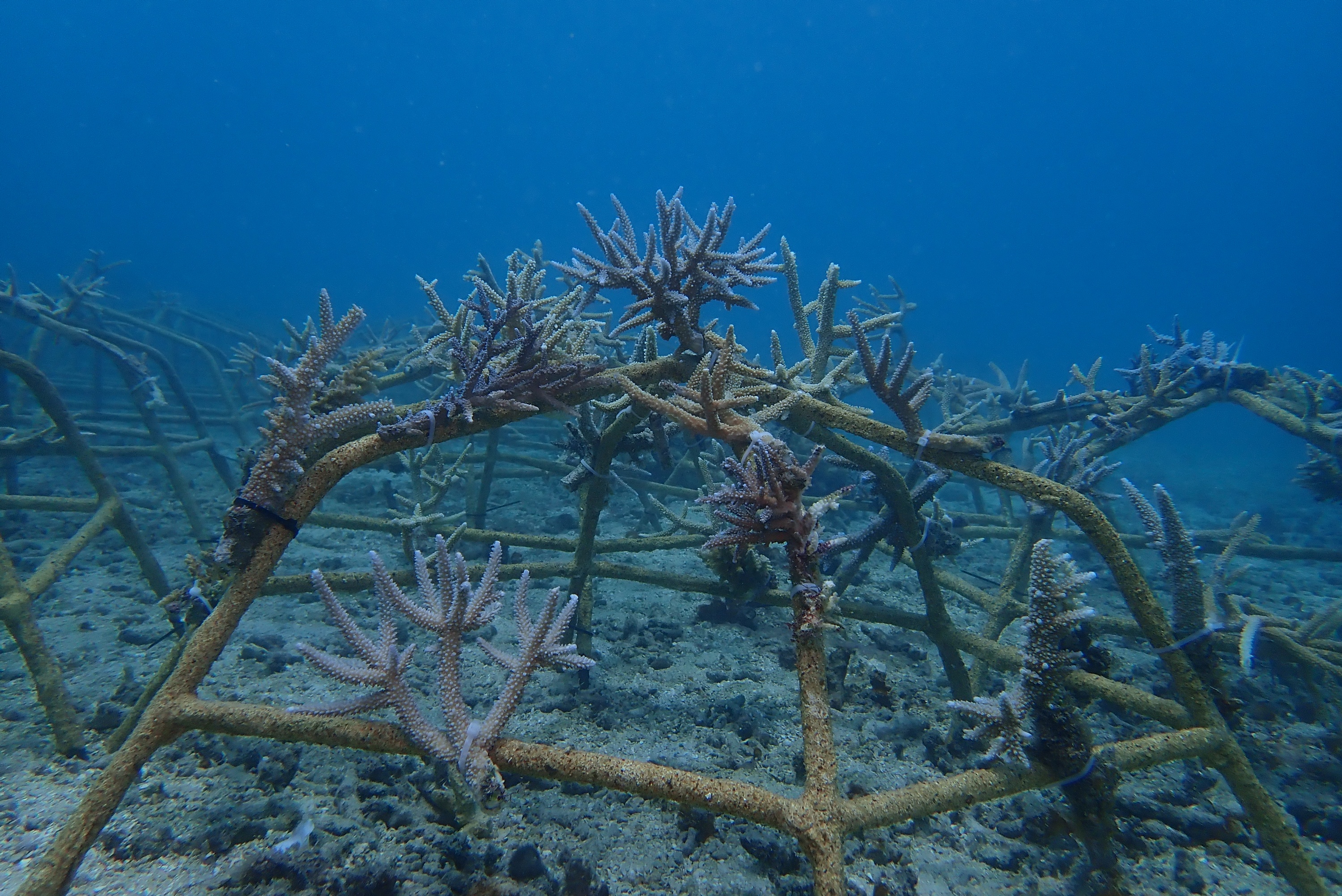 Kiabu Reef Restoration A055