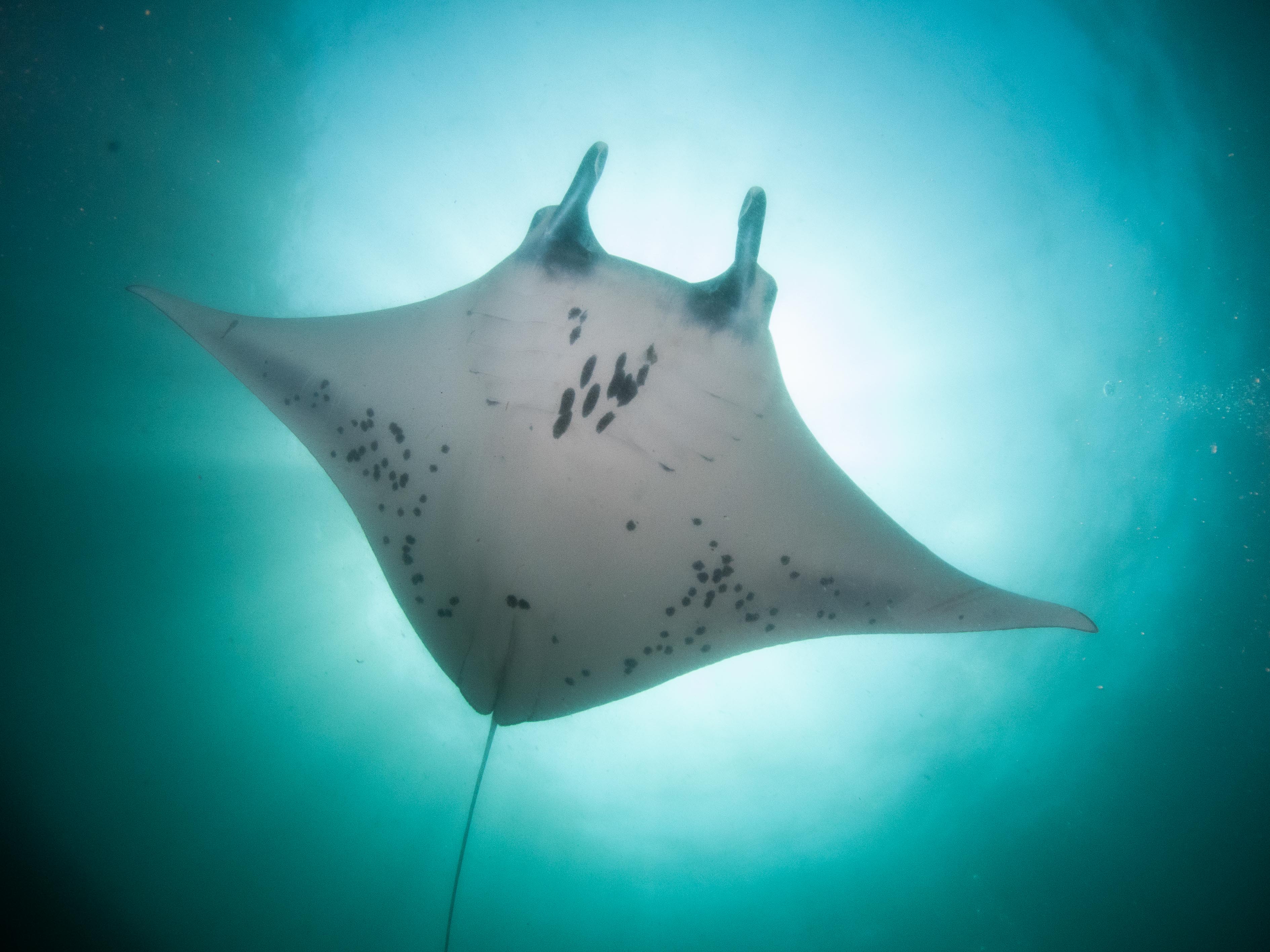 Reproductive Ecology of Manta Rays