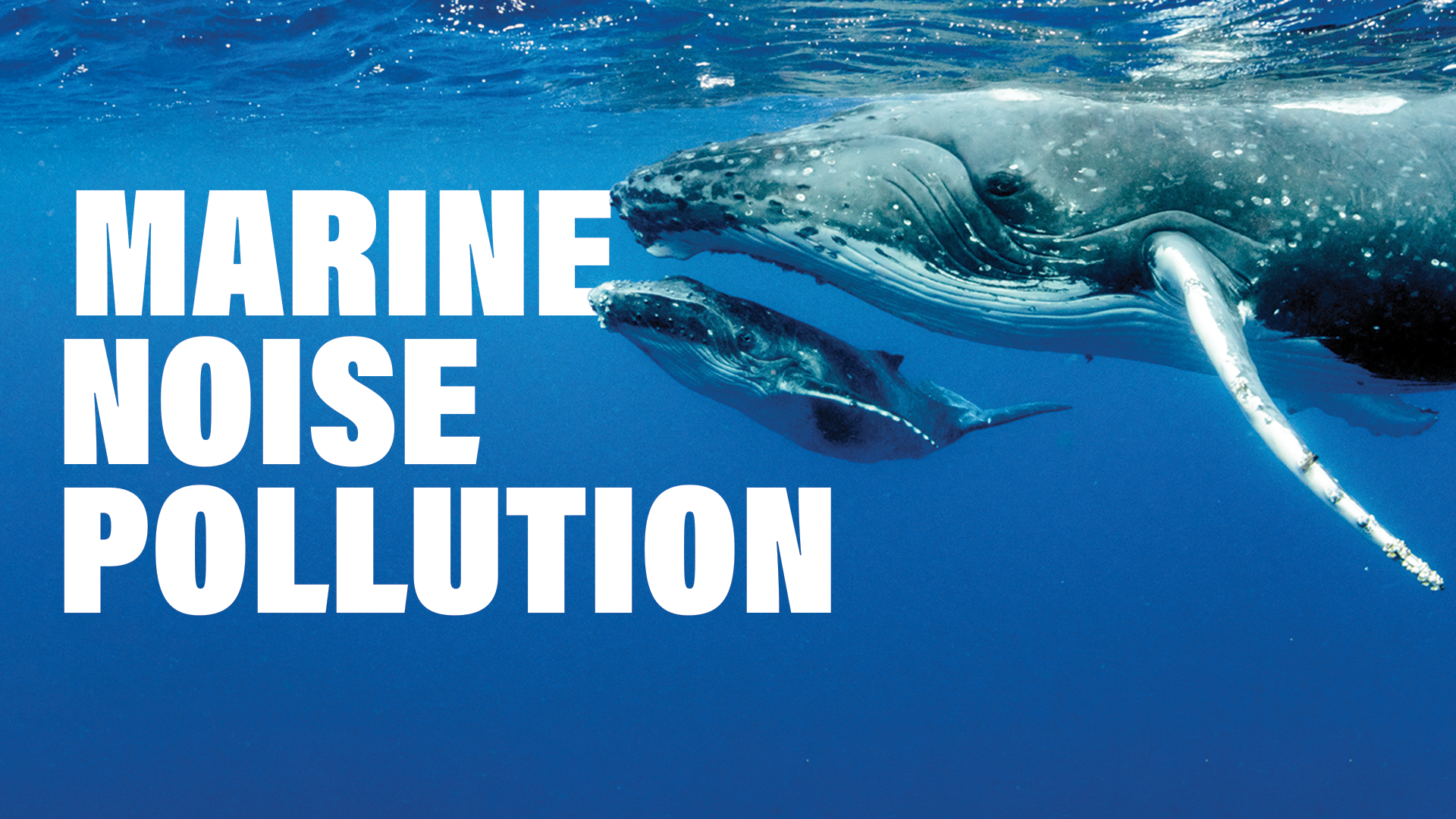 Marine Noise Pollution and the Impacts on Marine Life