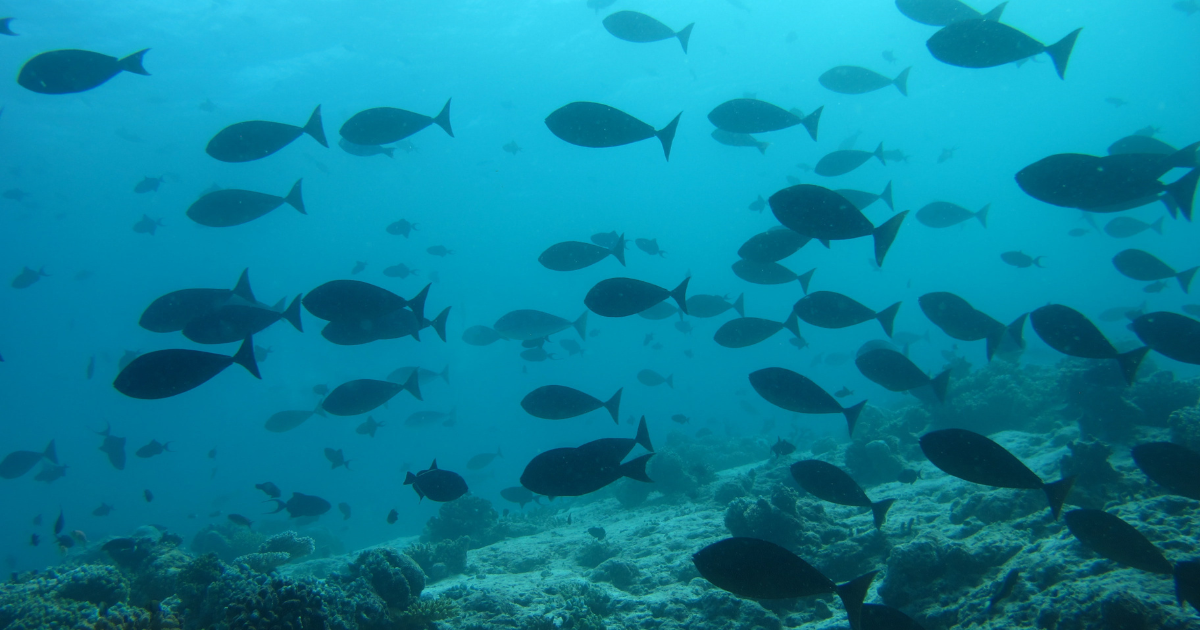 A school of fish swimming in the ocean