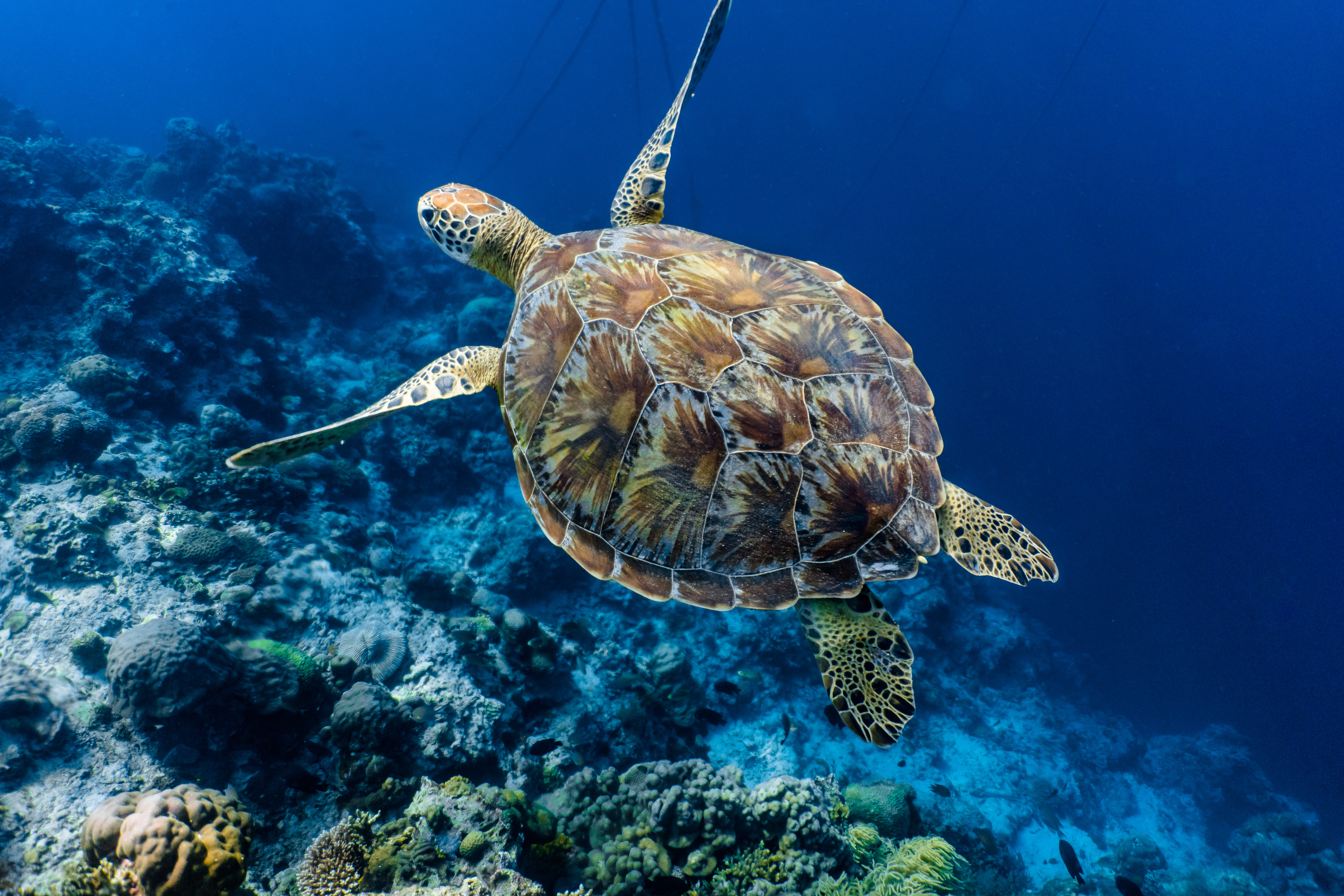 cameroon sea turtle conservation