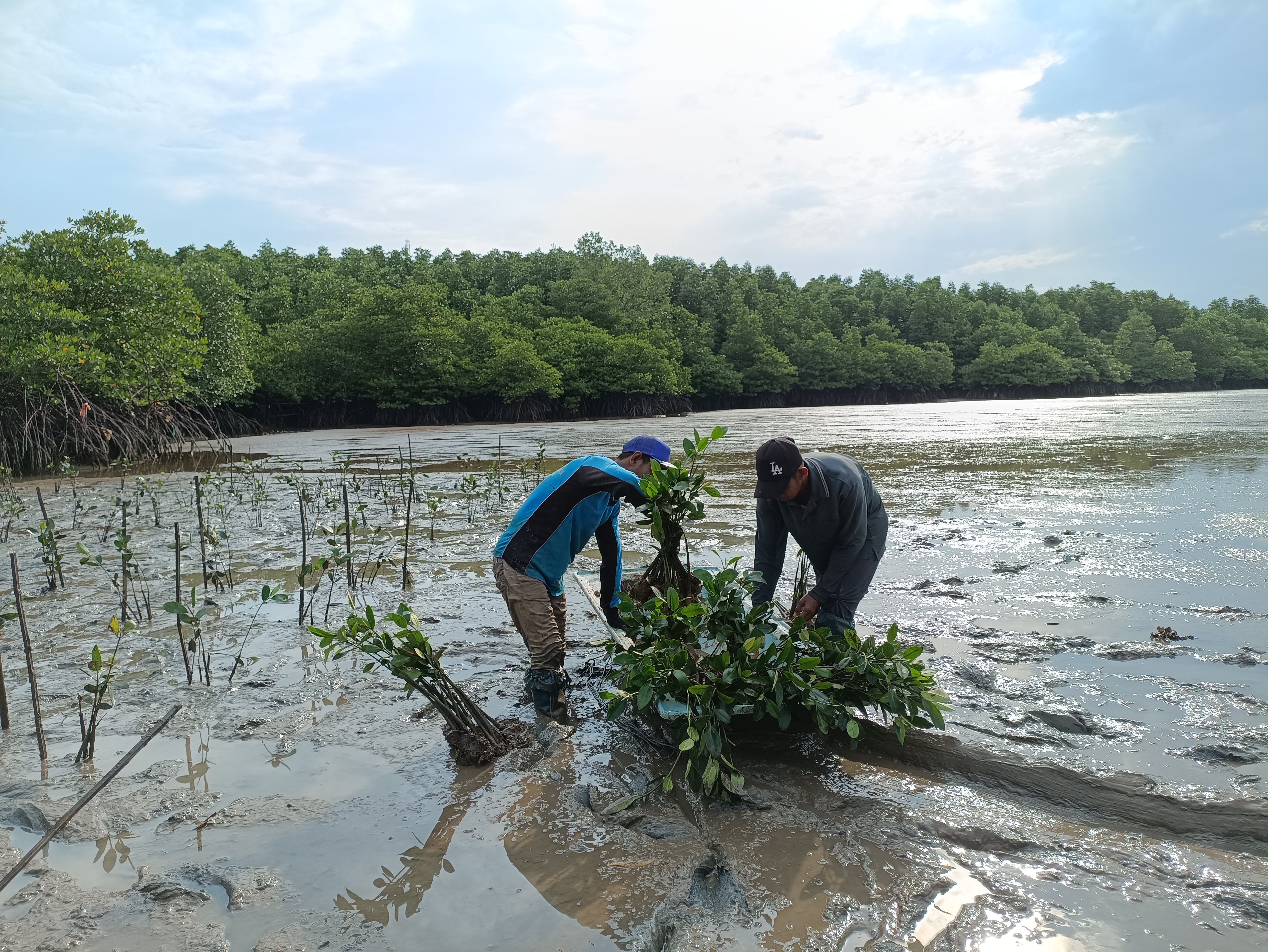 transportasi bibit dari pelabuhan ke area penanaman